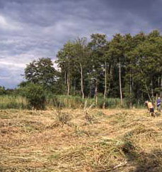 Blo'Norton Fen