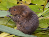 Water Vole © Arthur Rivett