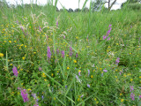 Wildflowers on New Fen