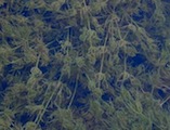 Stoneworts (Charophytes)