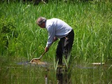 Looking for water beetles