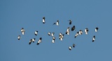 Lapwings in the sky