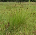 Identification of grasses, sedges and rushes
