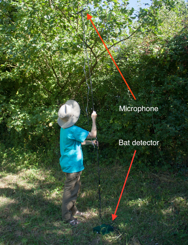 Setting a bat detector