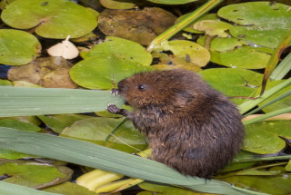 Water Vole © Arthur Rivett