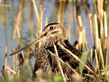 Ground-nesting Snipe