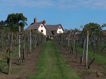 The Lodge Farm vineyard