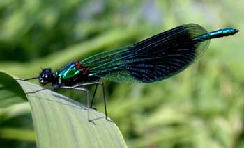 Male banded demoiselle © A.Chick
