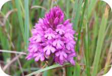 Pyramidal Orchid Reeves Meadows