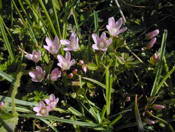 Bog Pimpernel © Malcolm Storey