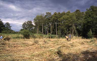 Volunteers raking-up cut sedge, August 2003