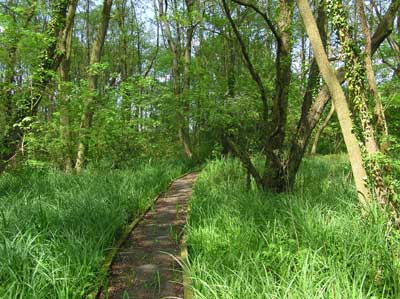 Blo'Norton Fen boardwalk in spring