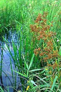 Great Fen Sedge © A.J. Silverside