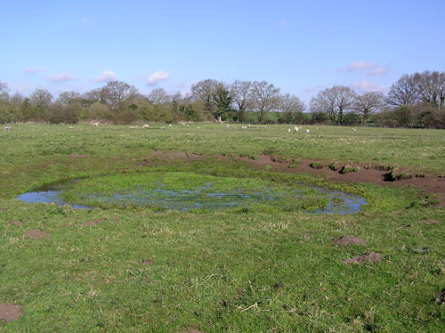 The field pond, 2008