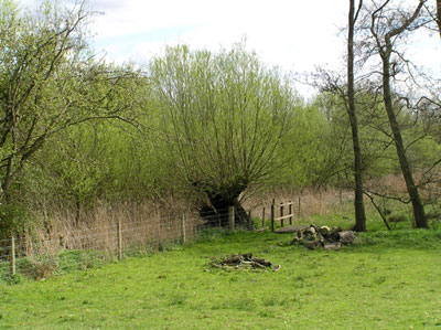 Pollarded Willows