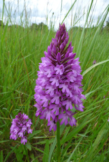 Reeves Meadows Pyramidal Orchid