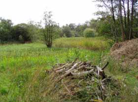 The open fen after mowing