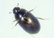 Enochrus nigritus, one of the rare water beetles on Parkers Piece
