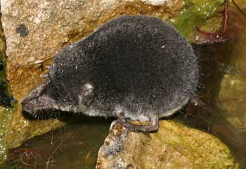 Water Shrew wild specimen © Dr Steve Furness